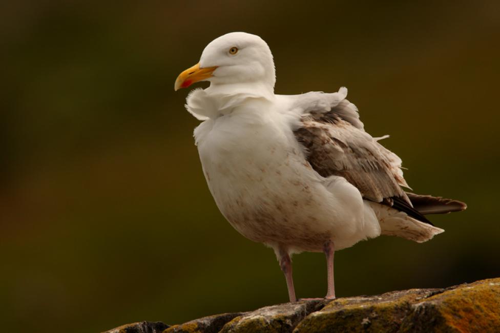 Observadoras